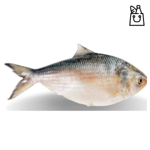 Hilsa w 800/1000 (hilsha ilsha)