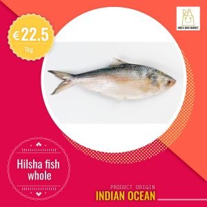 Hilsha fish from Indian ocean