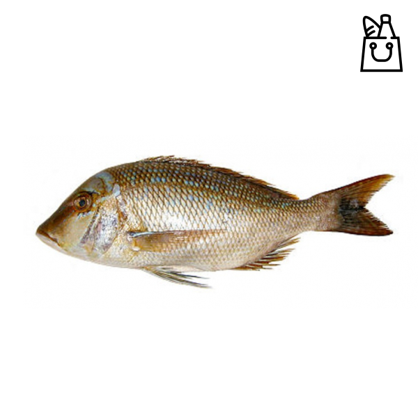 Imperatore evisc. Squa.
