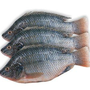 Tilapia 500/800gr cong.