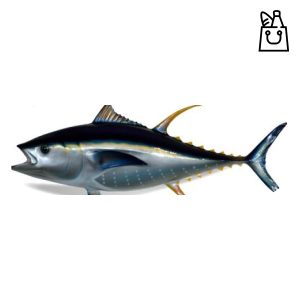 Tuna fish whole - Frozen